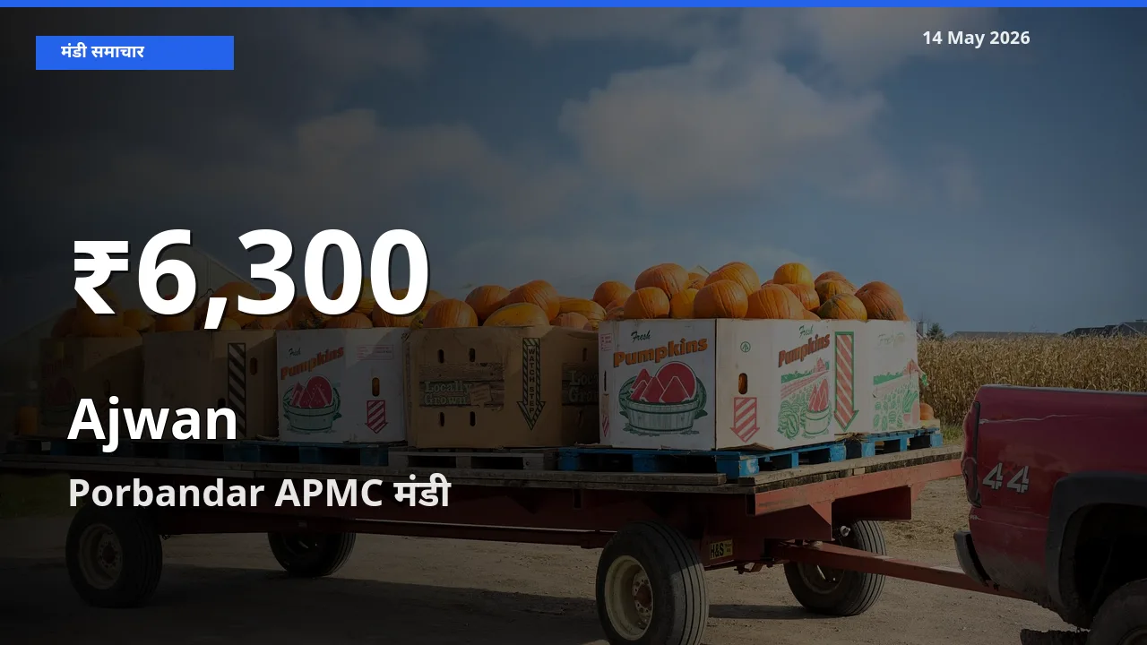 अजवाइन के दामों में गिरावट, Porbandar APMC में 30 दिन का न्यूनतम भाव