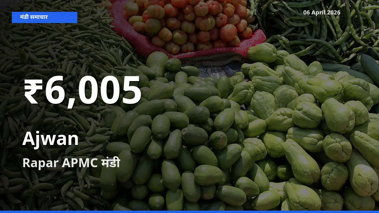 06 April अपडेट: अजवाइन के दाम 30 दिन के न्यूनतम स्तर पर, Rapar APMC