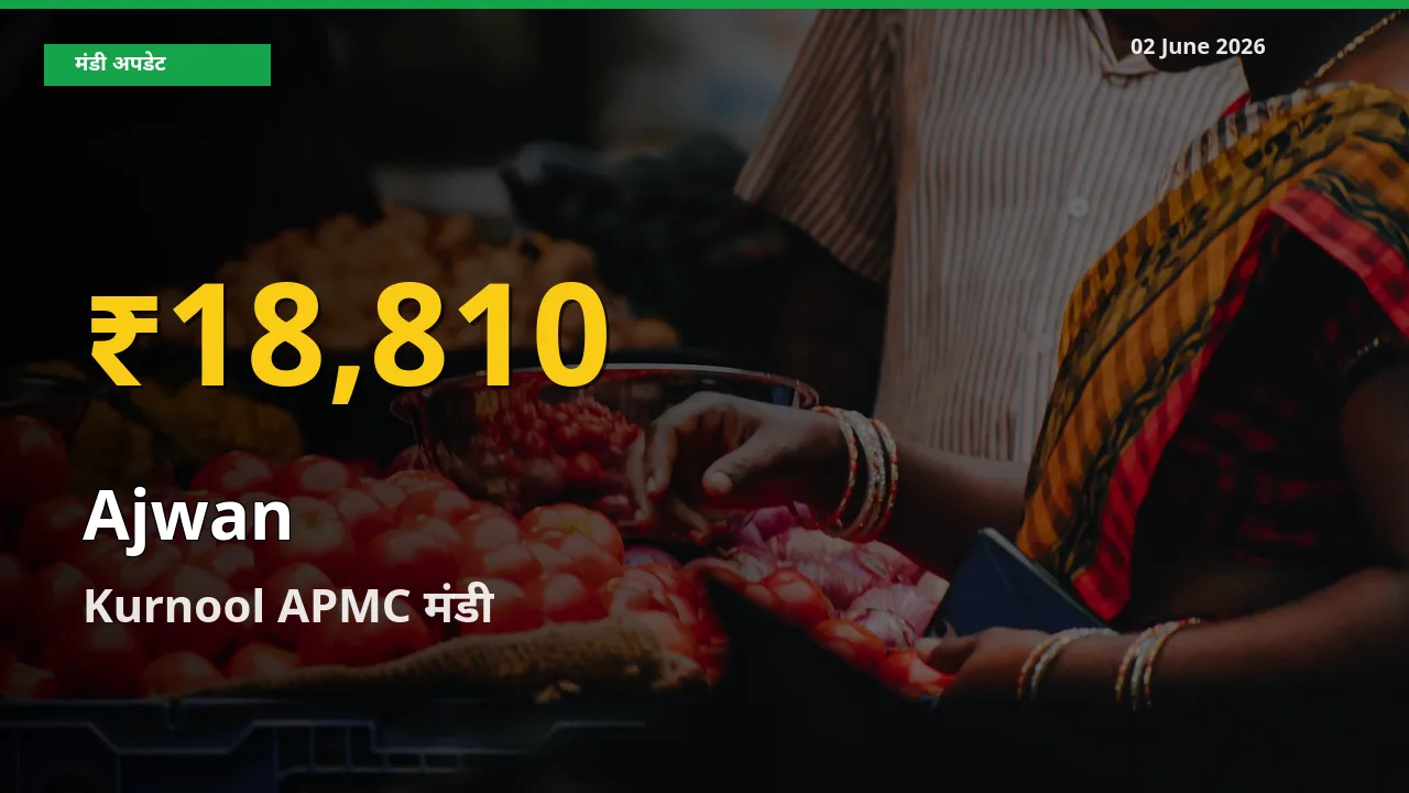 02 June अपडेट: Kurnool APMC में अजवाइन के दाम रिकॉर्ड स्तर पर