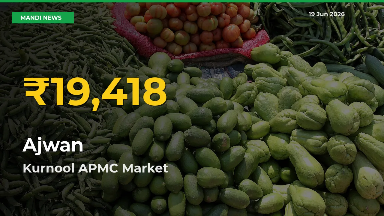 Ajwan Hits Fresh High in Kurnool APMC Today