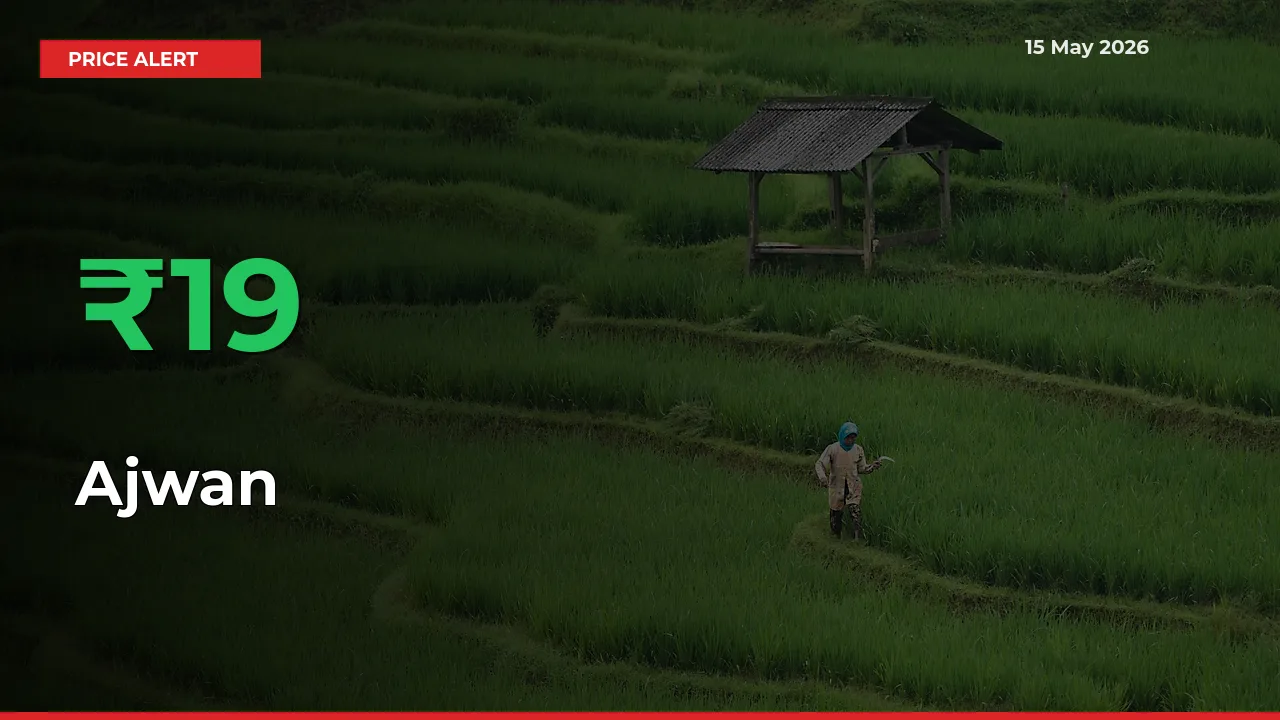 18.87% Spike in Ajwan Prices – Mandi Sees Sudden Rally