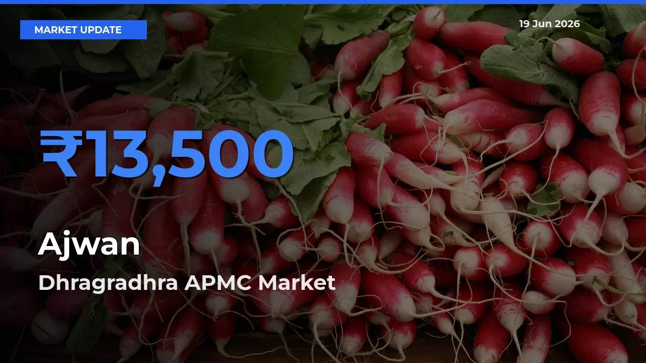 Market Watch: Dhragradhra APMC Becomes Top Mandi for Ajwan