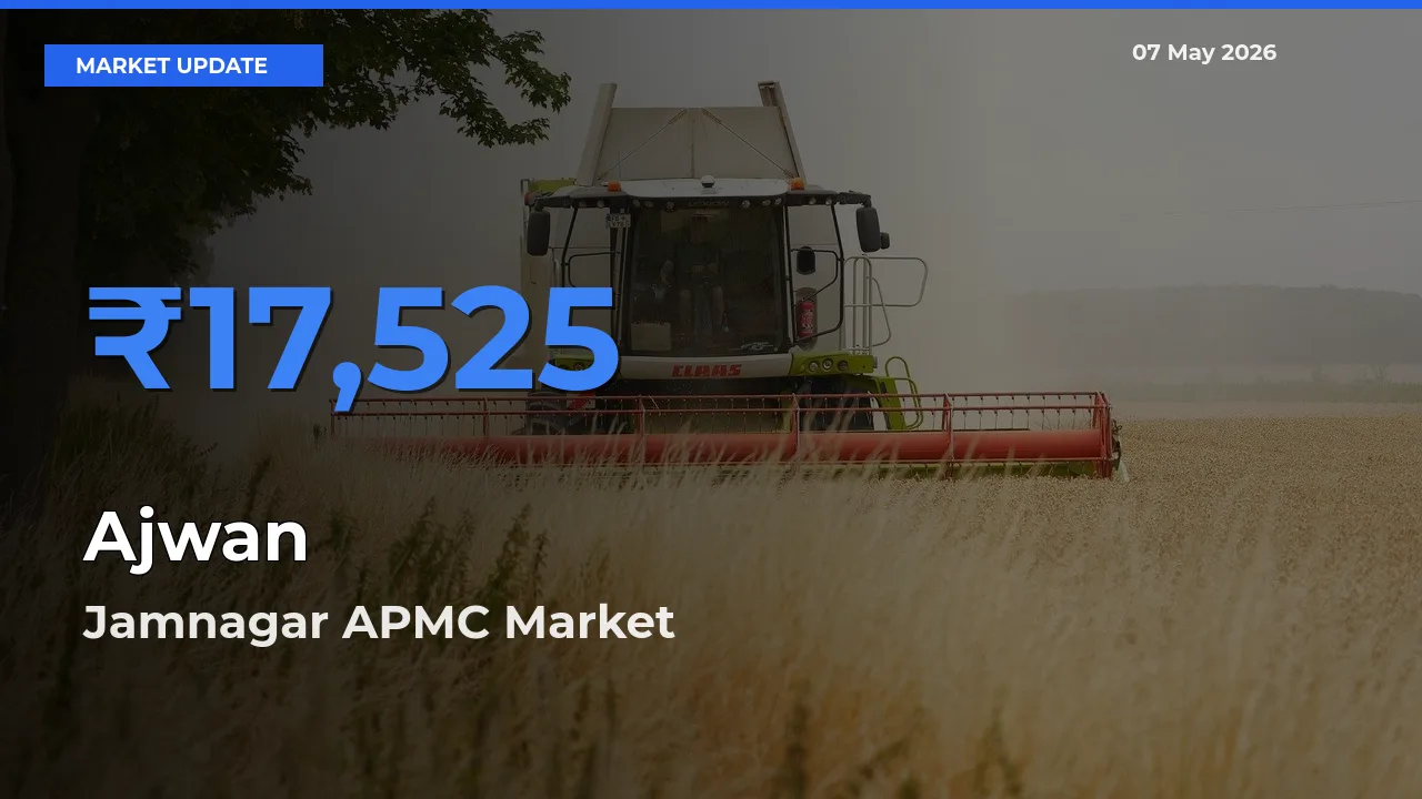 Ajwan Mandi Rate Today: Jamnagar APMC Tops the List