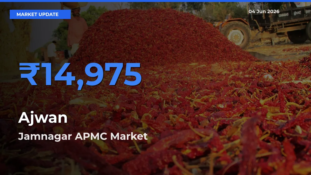 Jamnagar APMC Tops Ajwan Mandi Rates Today