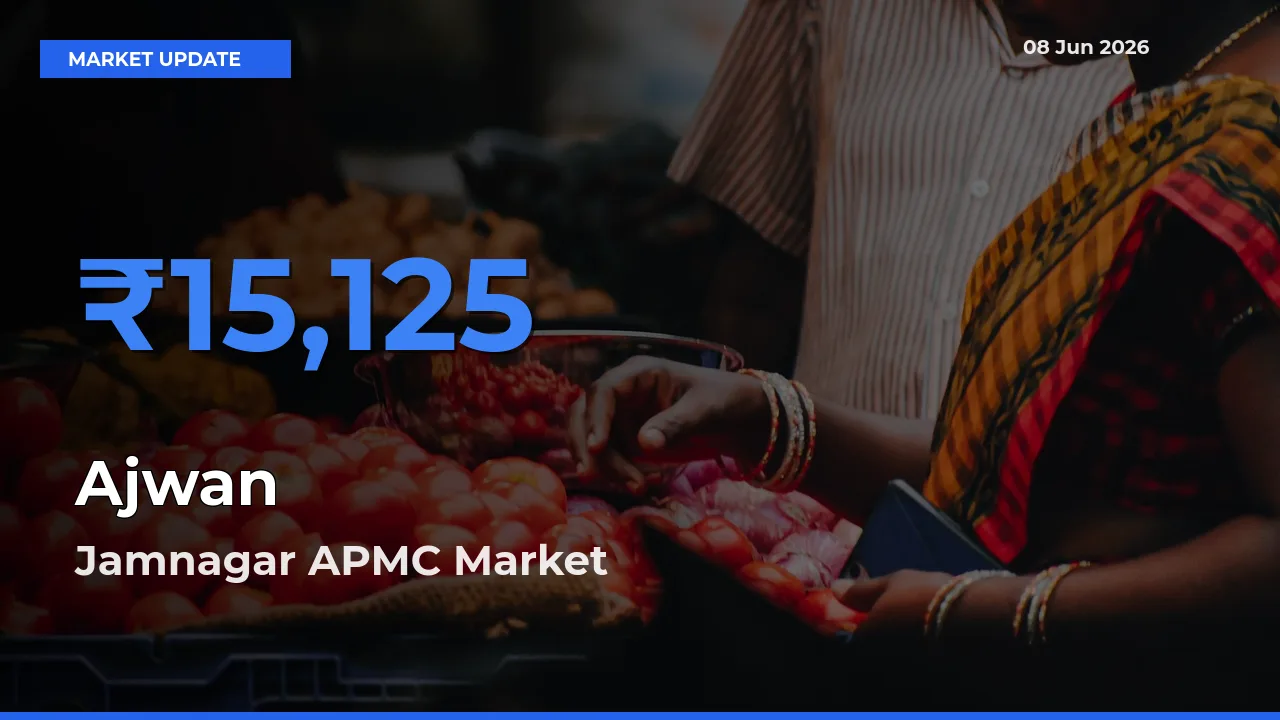 Jamnagar APMC Emerges as Top Mandi for Ajwan Prices Today