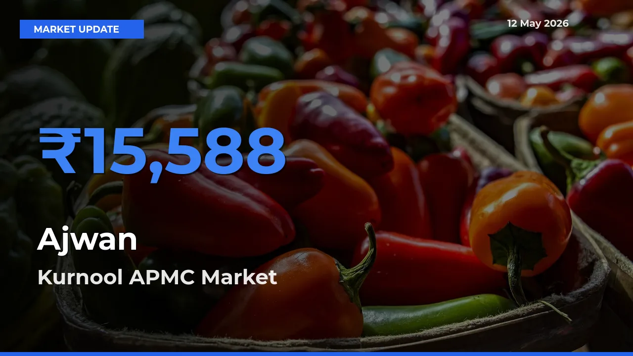 Kurnool APMC Tops Ajwan Rates – May 12 Market Update