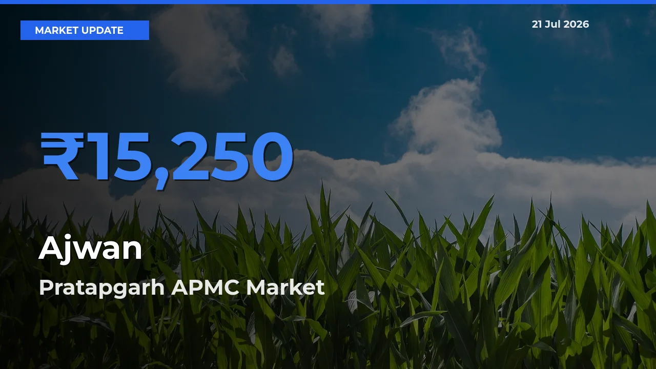 Ajwan Mandi Rate Today: Pratapgarh APMC Tops the List