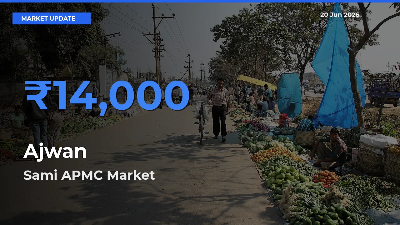 Sami APMC Records Highest ₹14,000 Rate for Ajwan