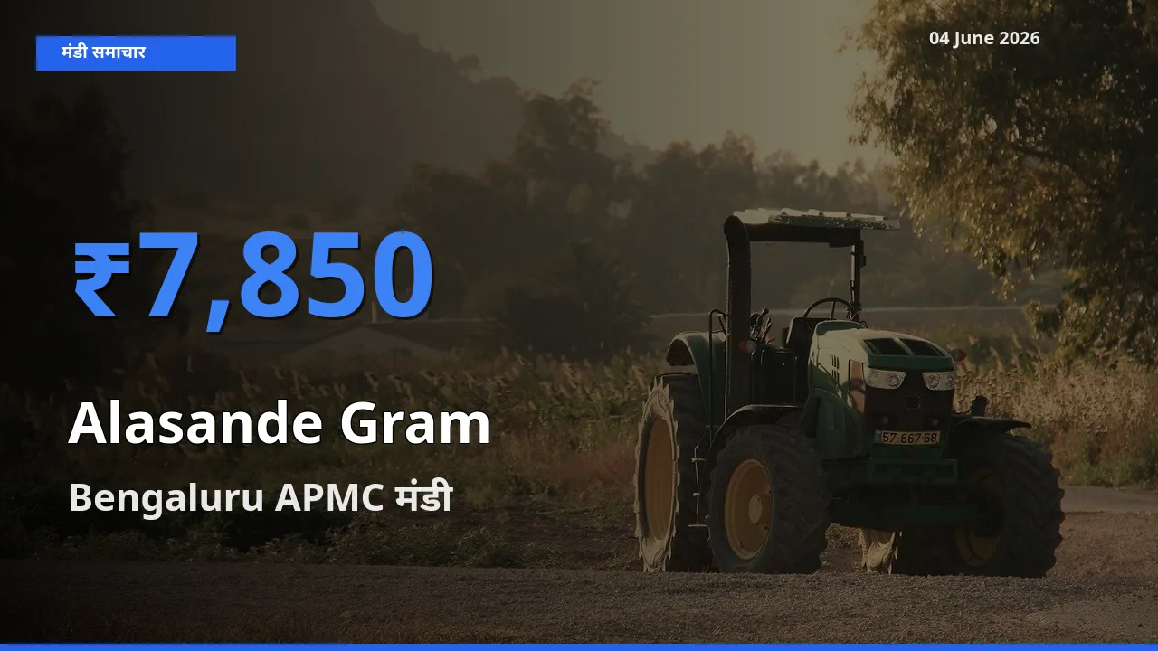 आज लोबिया (चावली) के सबसे ऊँचे दाम ₹7,850 Bengaluru APMC मंडी में