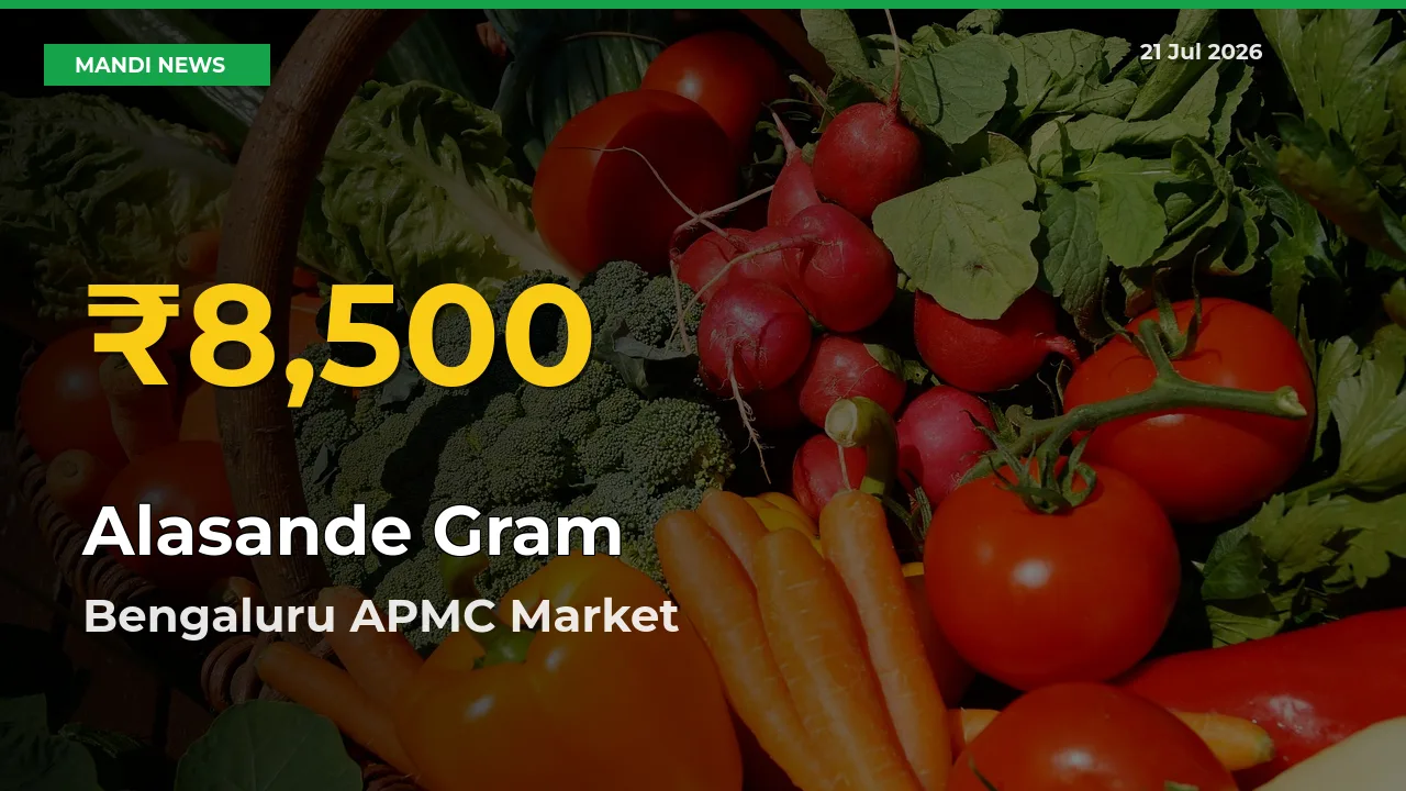 Alasande Gram Price Hits New High in Bengaluru APMC Today – Check Latest Mandi Rates