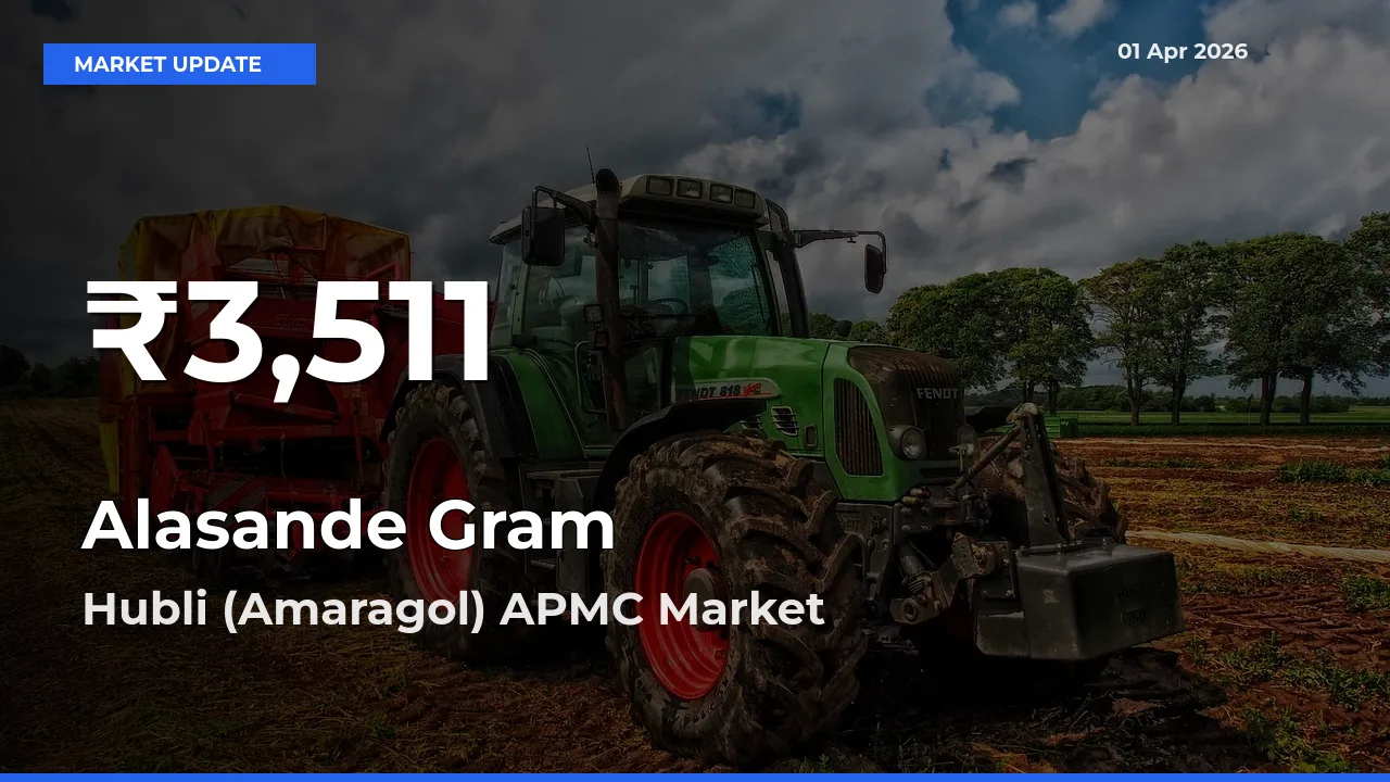 Alasande Gram Falls to ₹3,511 in Hubli (Amaragol) APMC – 30-Day Lowest Rate