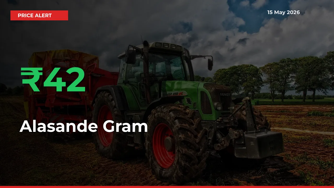 Farmers Cheer as Alasande Gram Prices Surge 41.93% in Local Mandis