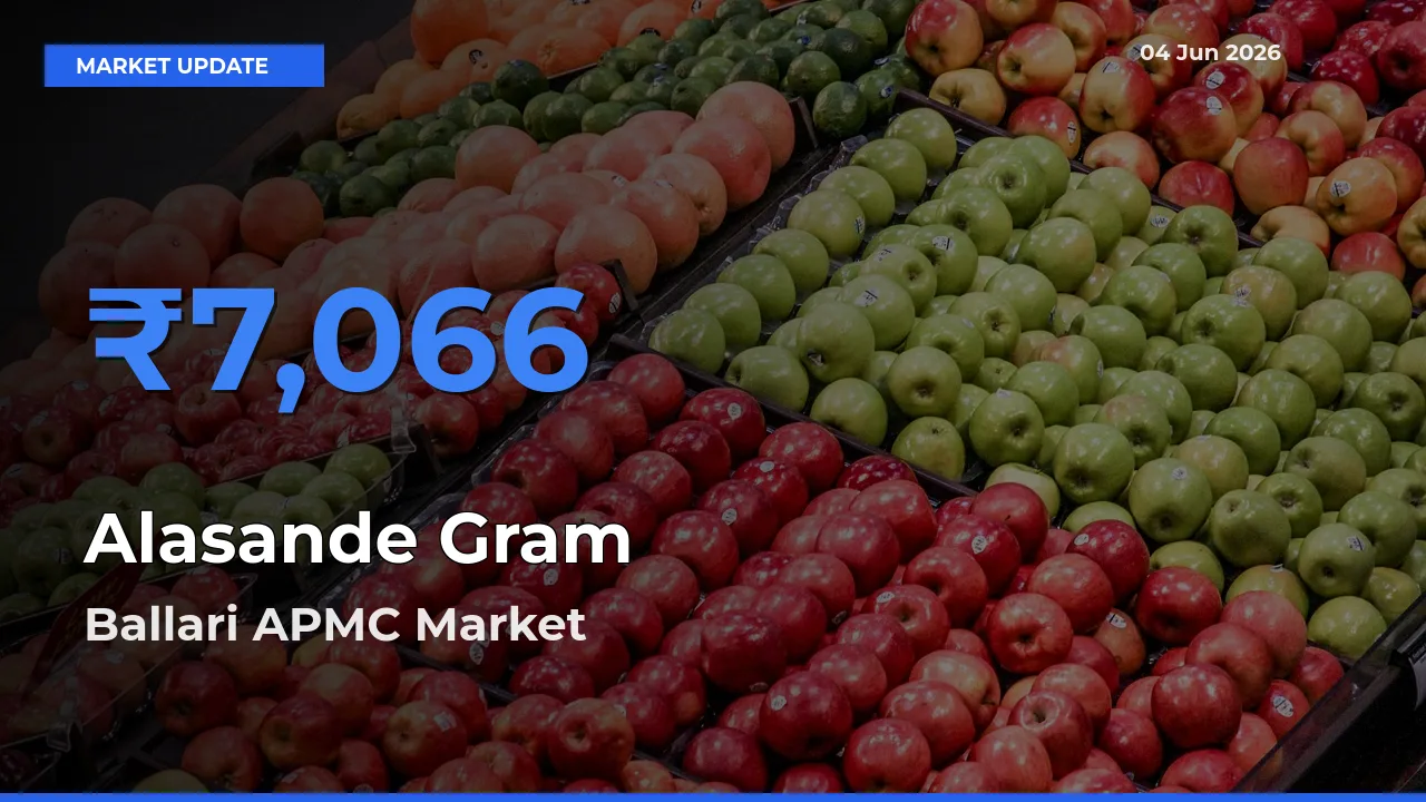 Ballari APMC Offers ₹7,066 – Highest Alasande Gram Rate Today