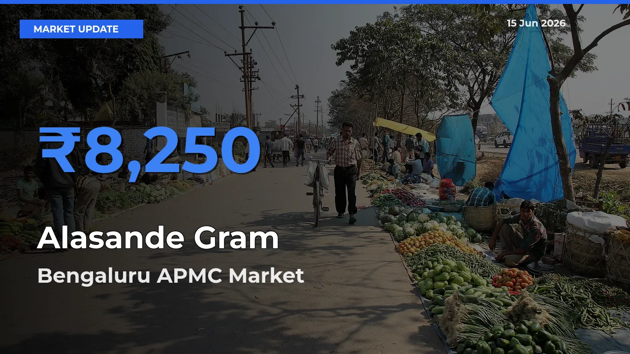 Market Watch: Bengaluru APMC Becomes Top Mandi for Alasande Gram