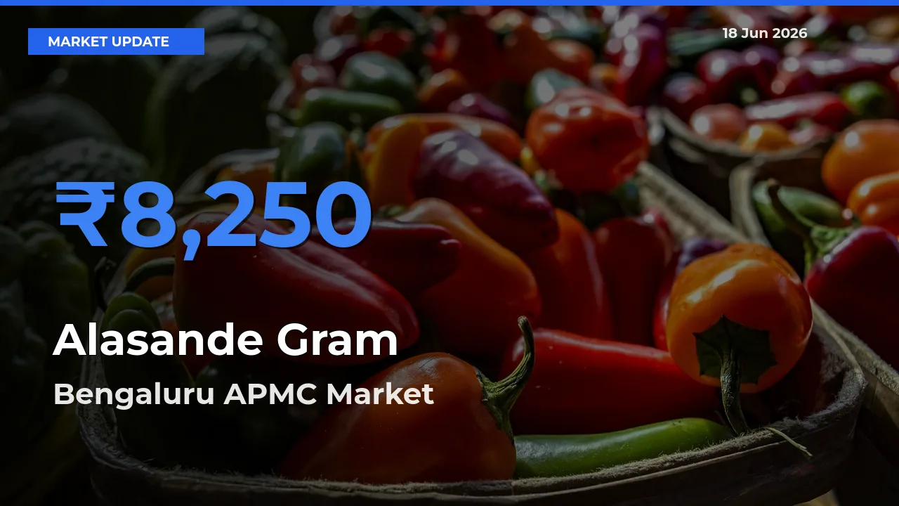 Bengaluru APMC Leads as Top Mandi for Alasande Gram Prices
