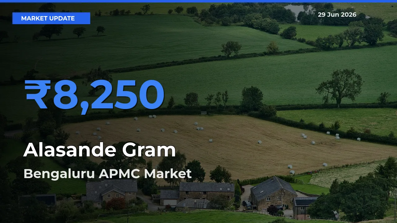 Top Performer! Bengaluru APMC Offers Best Alasande Gram Price Today