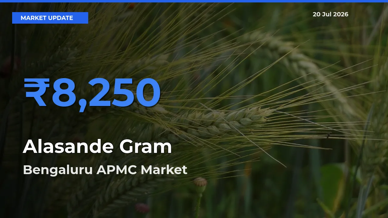 Bengaluru APMC Tops Alasande Gram Mandi Rates Today
