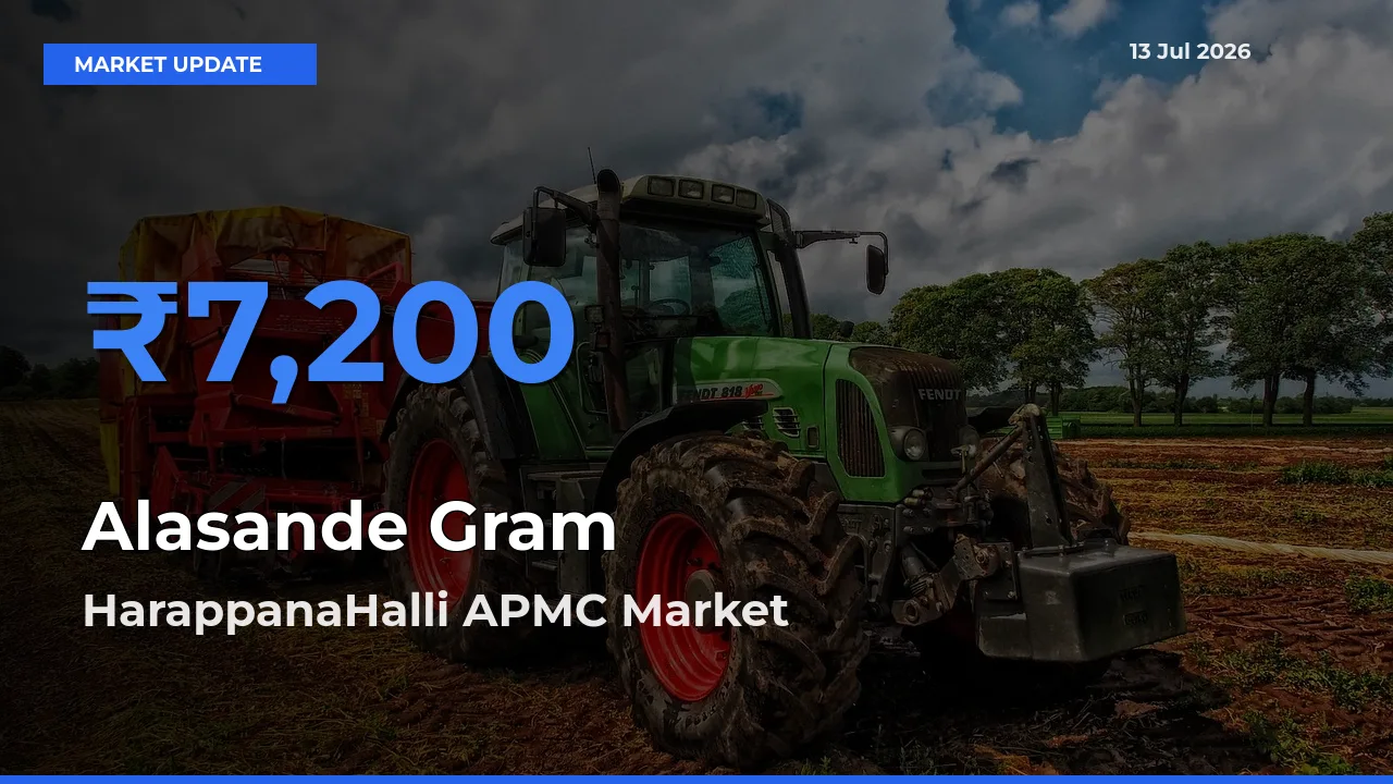 Alasande Gram Mandi Rate Today: HarappanaHalli APMC Tops the List