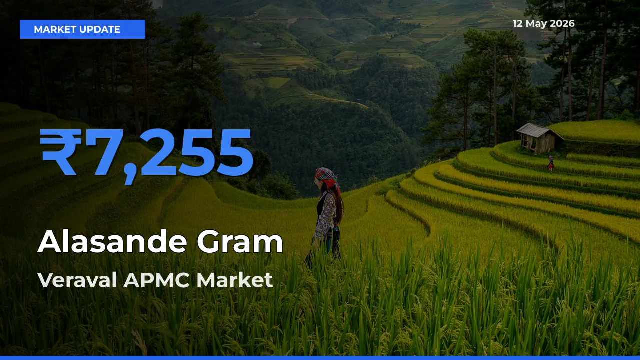 Veraval APMC Records Highest ₹7,255 Rate for Alasande Gram