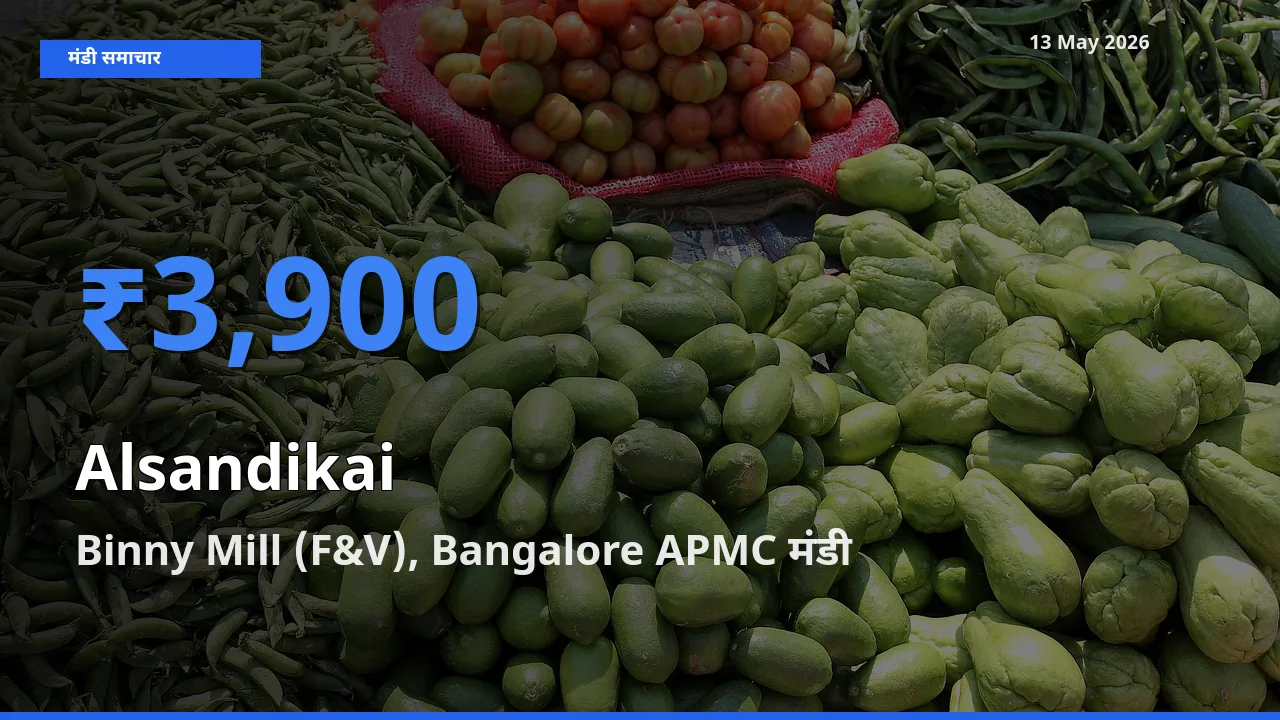 Binny Mill (F&V), Bangalore APMC मंडी में लोबिया (चावली) की फली ₹3,900 पर पहुँचा – आज का सर्वोच्च भाव