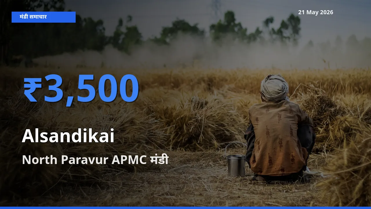 North Paravur APMC मंडी में आज लोबिया (चावली) की फली के सबसे ऊँचे दाम दर्ज