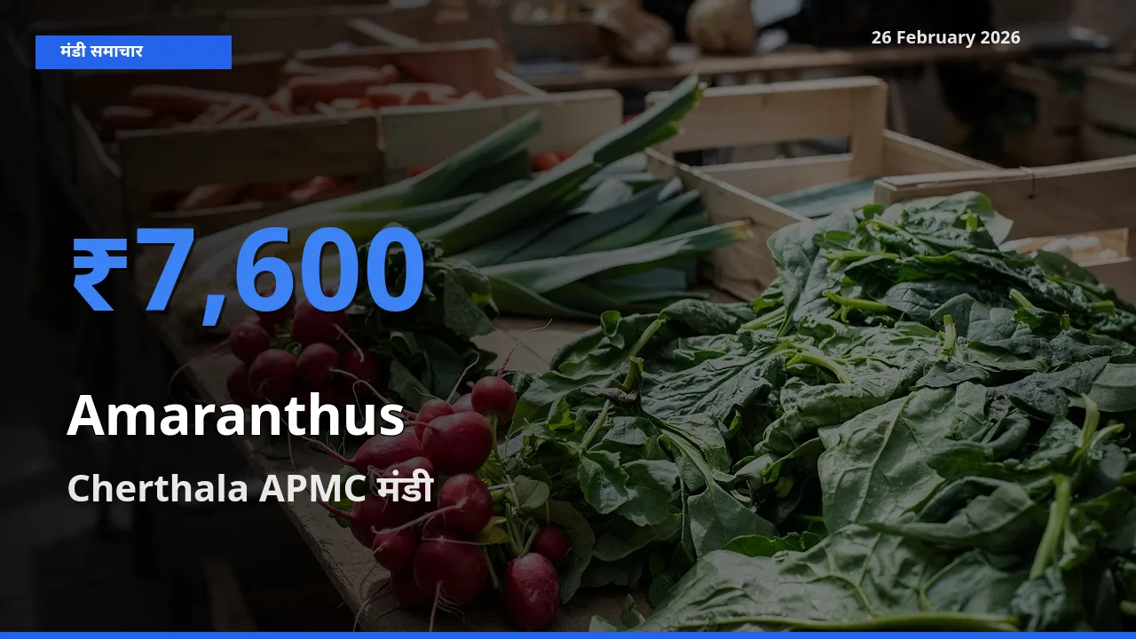 26 February अपडेट: Amaranthus के सबसे ऊँचे दाम Cherthala APMC मंडी में