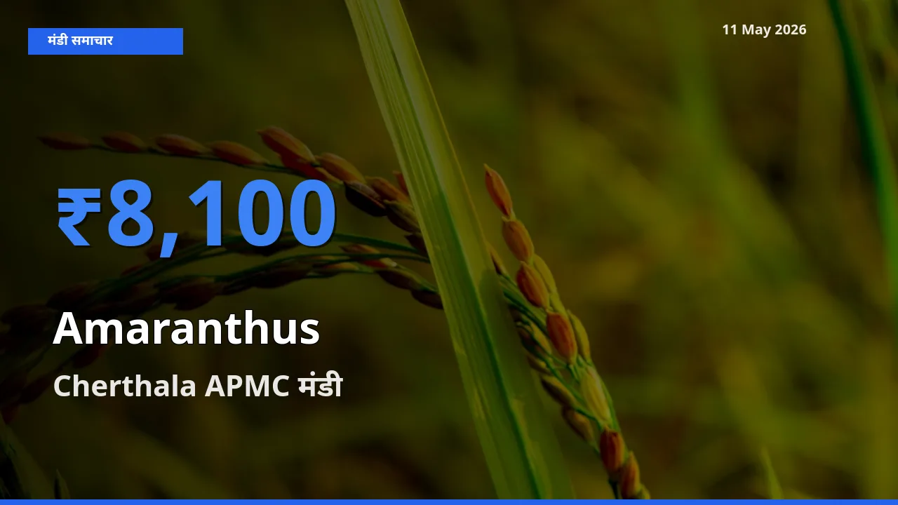 आज चौलाई के सबसे ऊँचे दाम ₹8,100 Cherthala APMC मंडी में