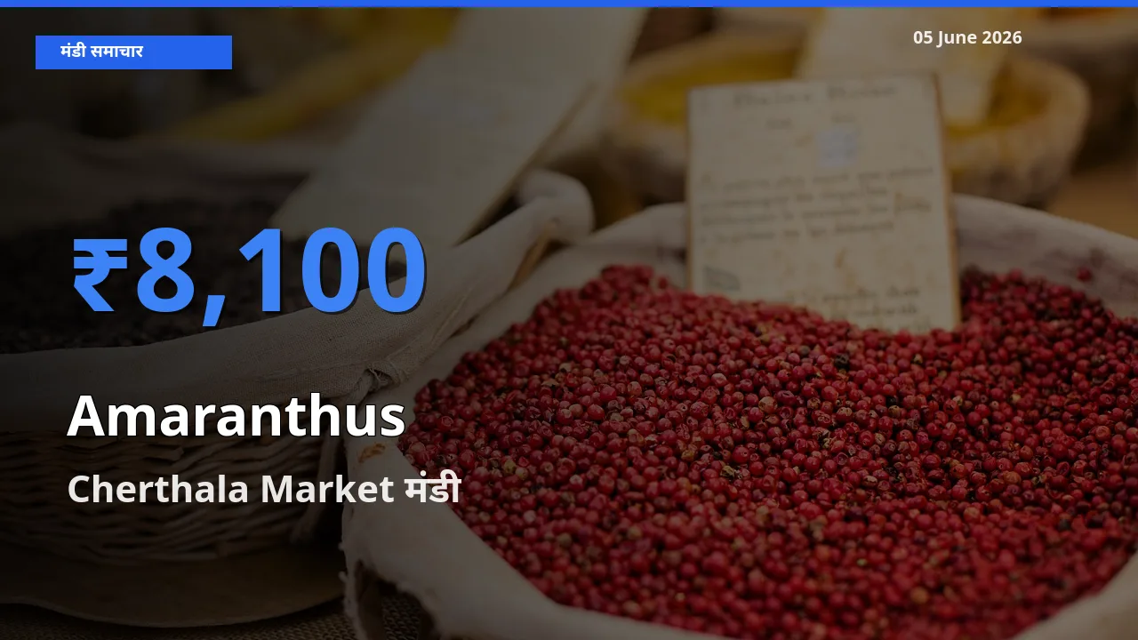 Cherthala Market मंडी में आज चौलाई के सबसे ऊँचे दाम दर्ज
