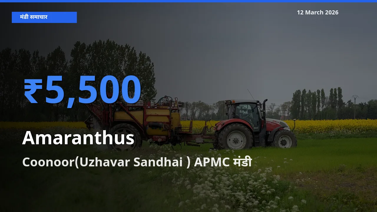 आज चौलाई के सबसे ज़्यादा दाम Coonoor(Uzhavar Sandhai ) APMC मंडी में दर्ज