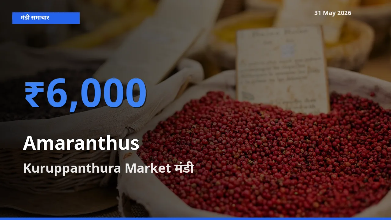 आज चौलाई के सबसे ऊँचे दाम ₹6,000 Kuruppanthura Market मंडी में