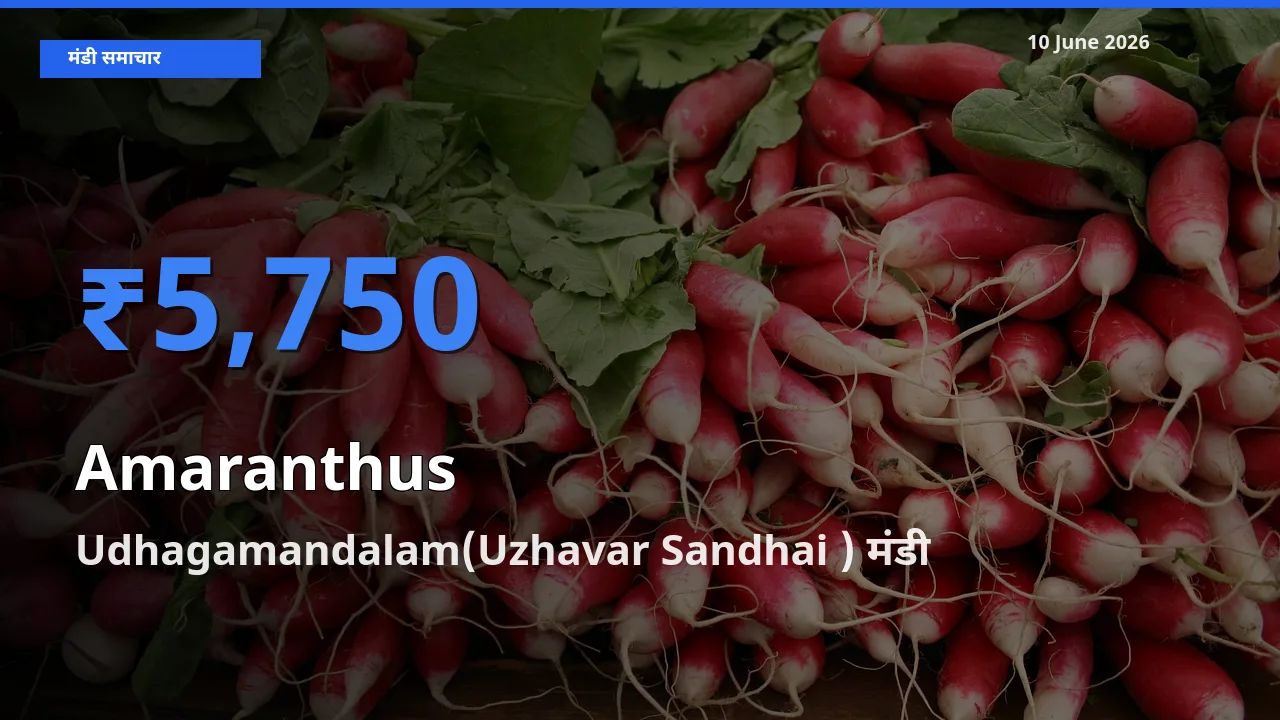 आज चौलाई के सबसे ज़्यादा दाम Udhagamandalam(Uzhavar Sandhai ) मंडी में दर्ज