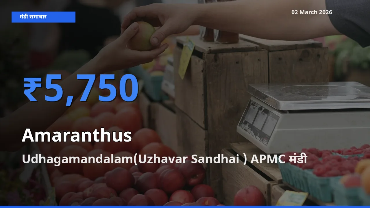 टॉप मंडी बना Udhagamandalam(Uzhavar Sandhai ) APMC! Amaranthus के सबसे ऊँचे दाम यहीं दर्ज