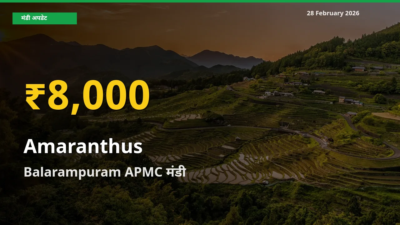 28 February अपडेट: Balarampuram APMC में Amaranthus के दाम रिकॉर्ड स्तर पर