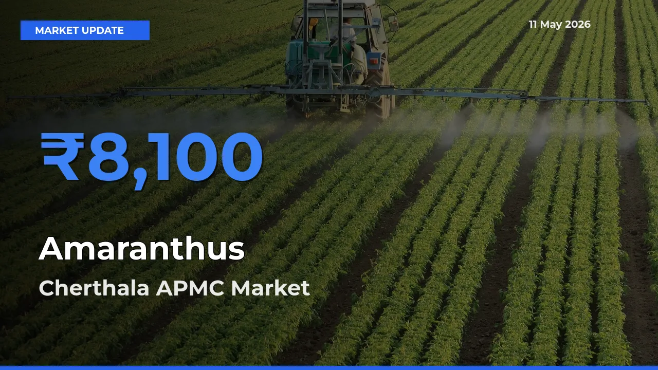 Cherthala APMC Offers ₹8,100 – Highest Amaranthus Rate Today