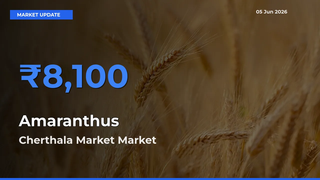 Top Performer! Cherthala Market Offers Best Amaranthus Price Today