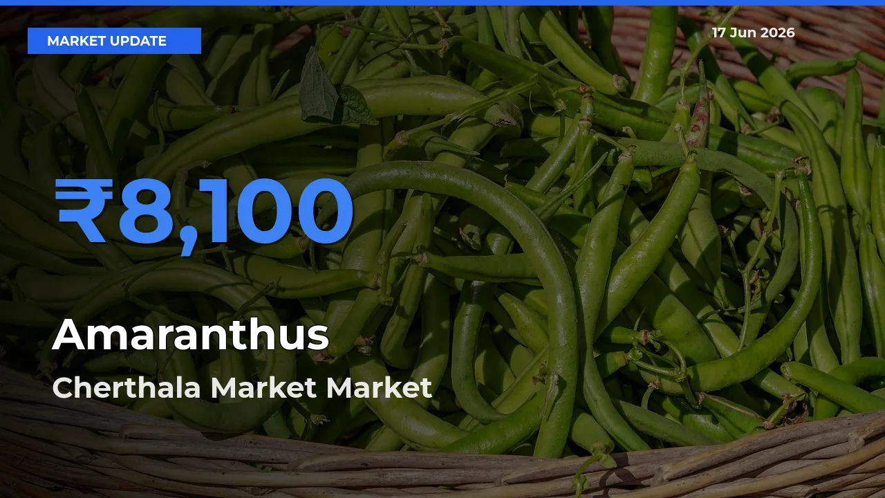 Cherthala Market Leads as Top Mandi for Amaranthus Prices
