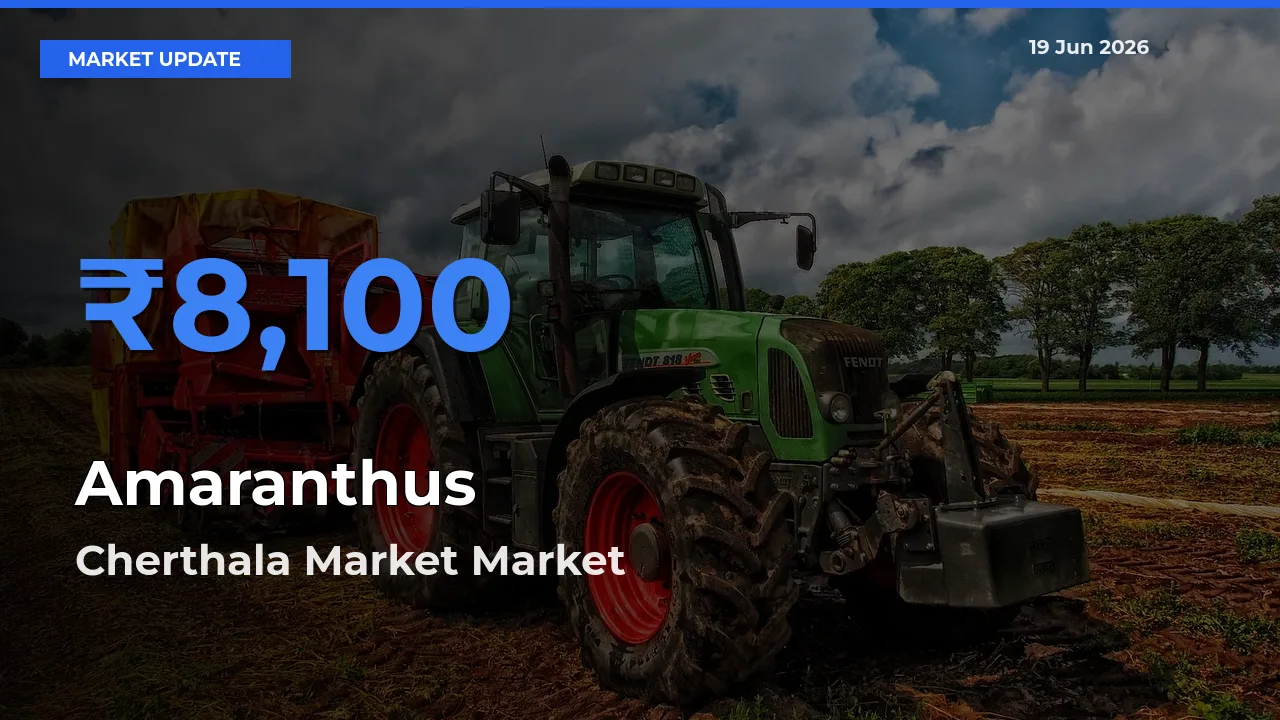 Amaranthus Mandi Rate Today: Cherthala Market Tops the List