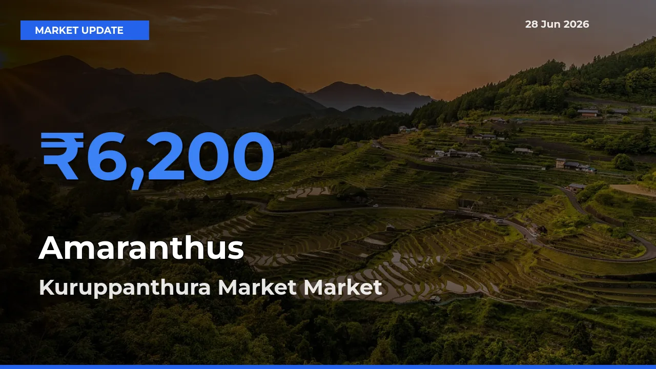 Kuruppanthura Market Tops Amaranthus Mandi Rates Today