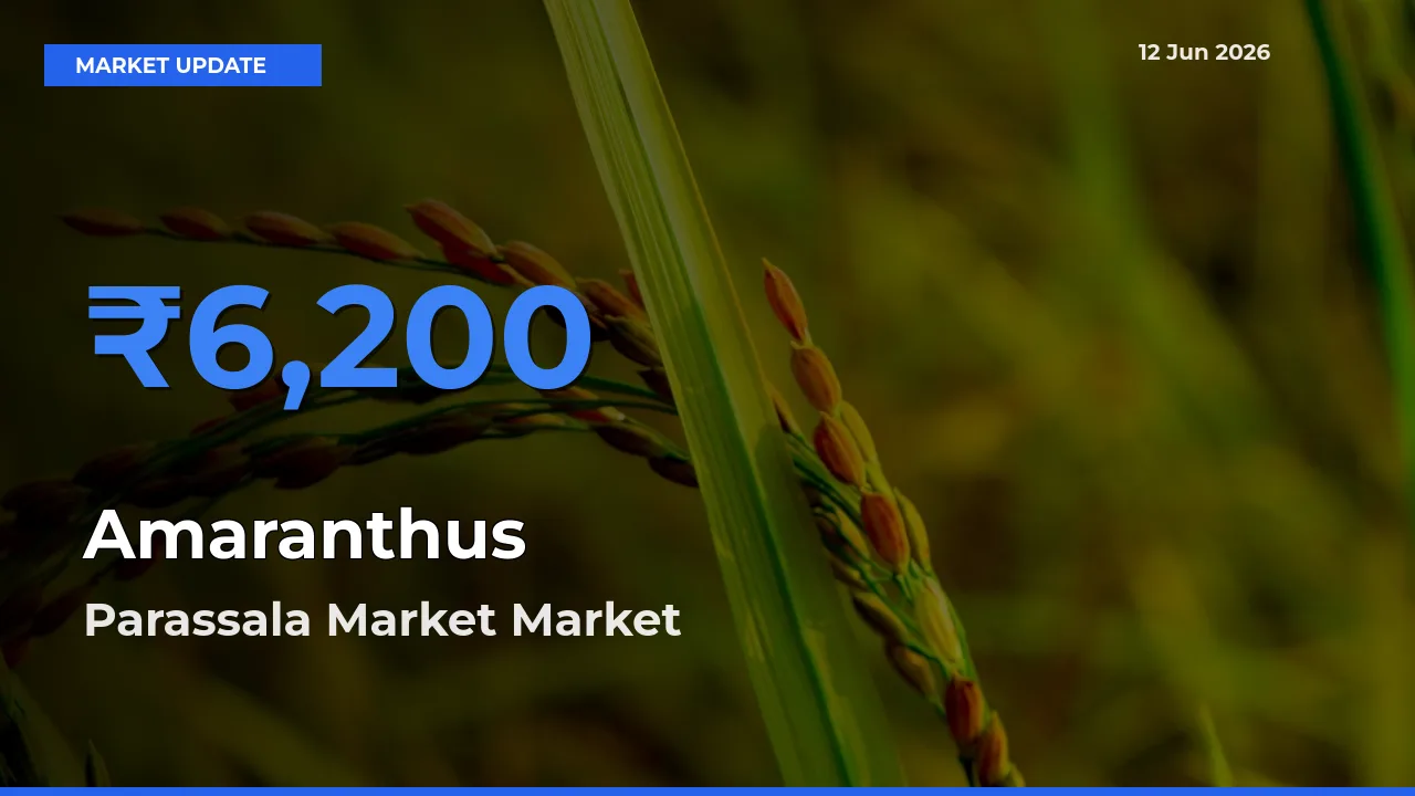 Parassala Market Offers ₹6,200 – Highest Amaranthus Rate Today