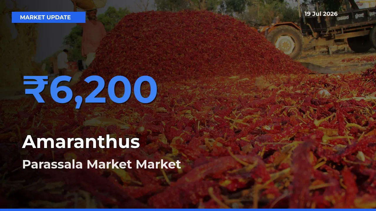 Parassala Market Records Highest ₹6,200 Rate for Amaranthus