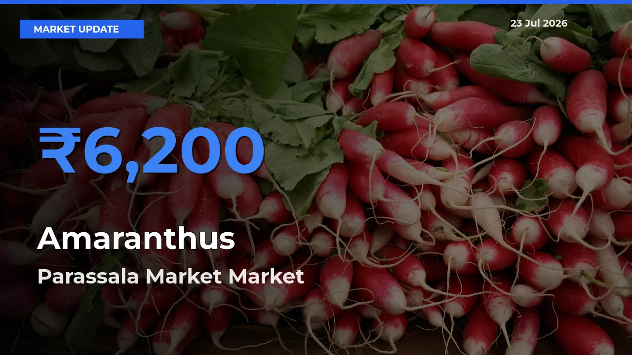 Top Performer! Parassala Market Offers Best Amaranthus Price Today