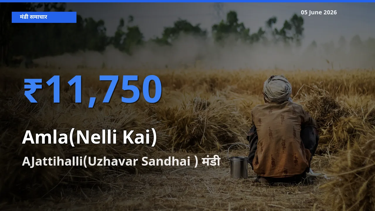AJattihalli(Uzhavar Sandhai ) मंडी में आंवला ₹11,750 पर पहुँचा – आज का सर्वोच्च भाव