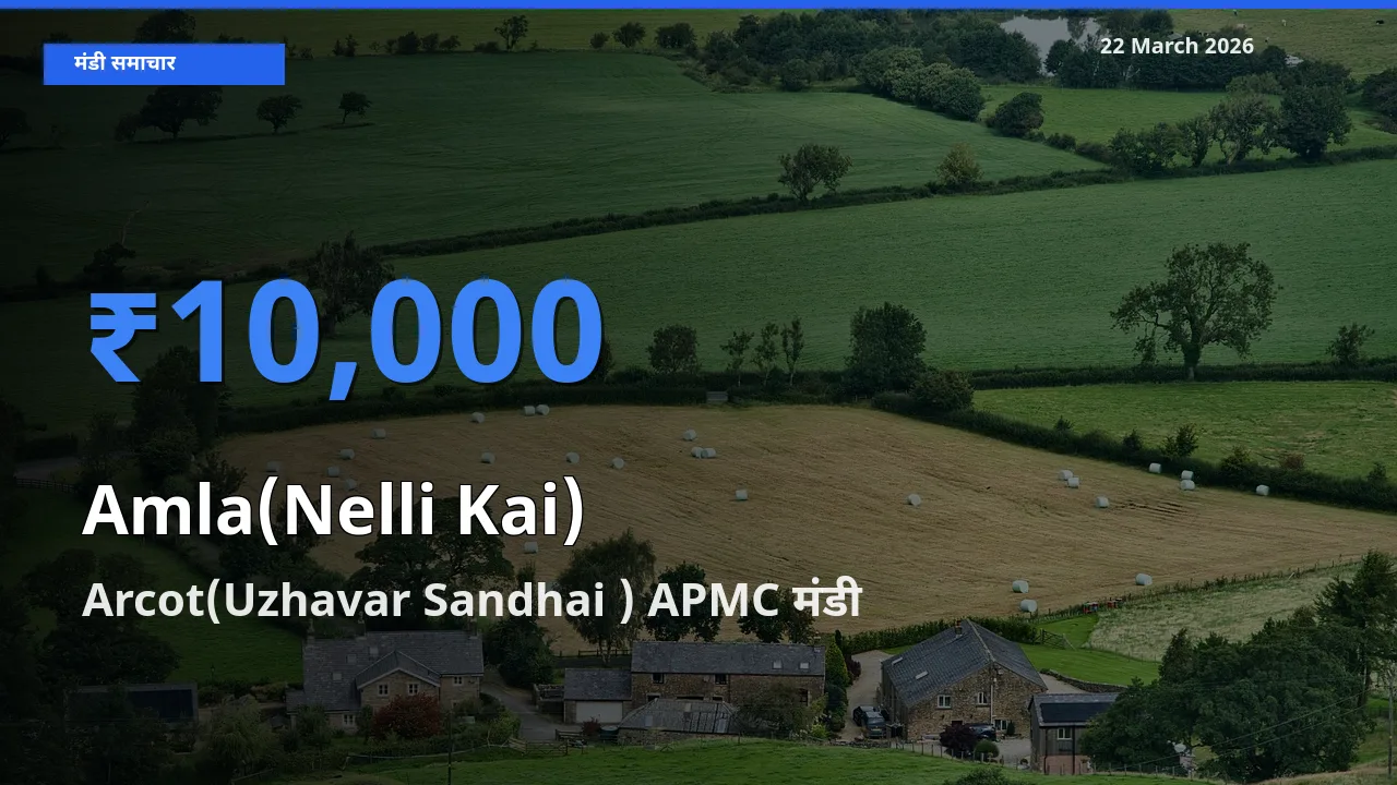 Arcot(Uzhavar Sandhai ) APMC मंडी में आंवला ₹10,000 पर पहुँचा – आज का सर्वोच्च भाव