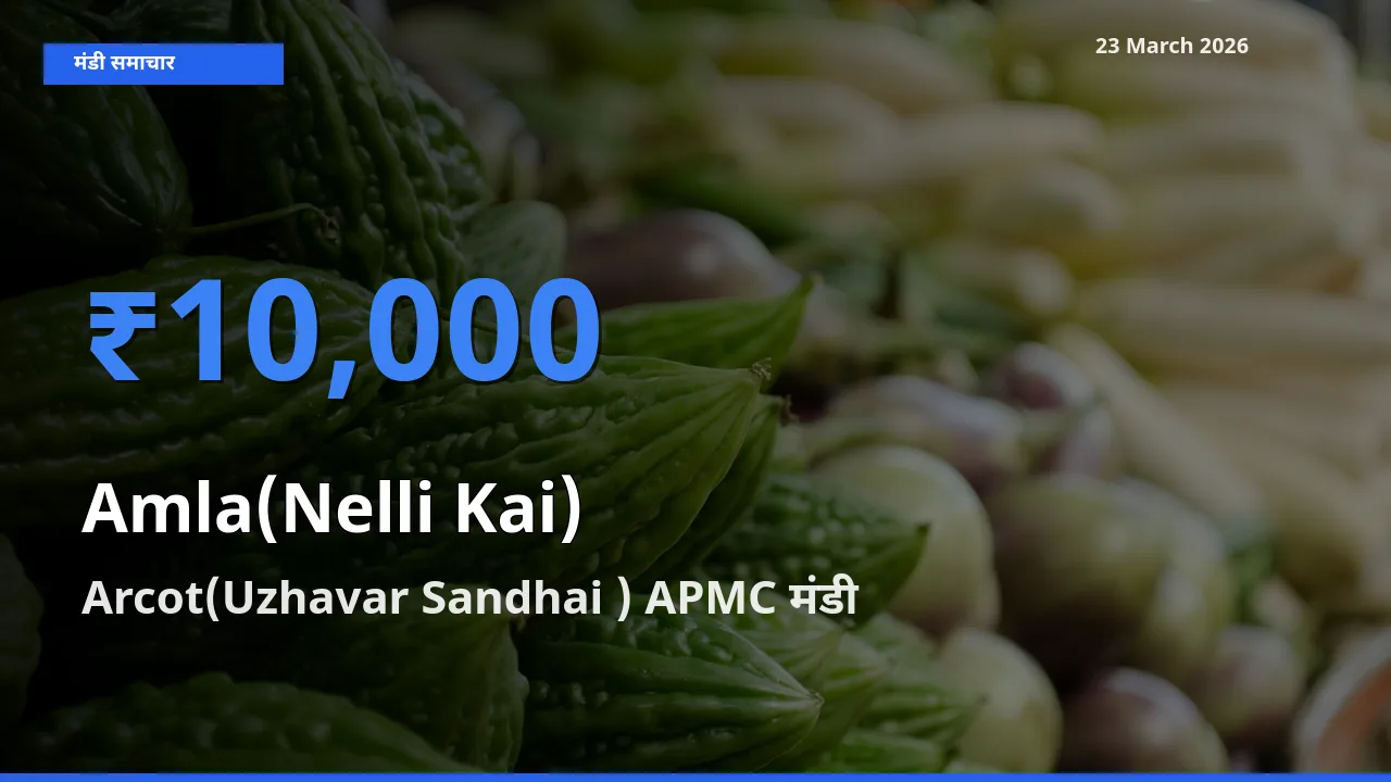 टॉप मंडी बना Arcot(Uzhavar Sandhai ) APMC! आंवला के सबसे ऊँचे दाम यहीं दर्ज