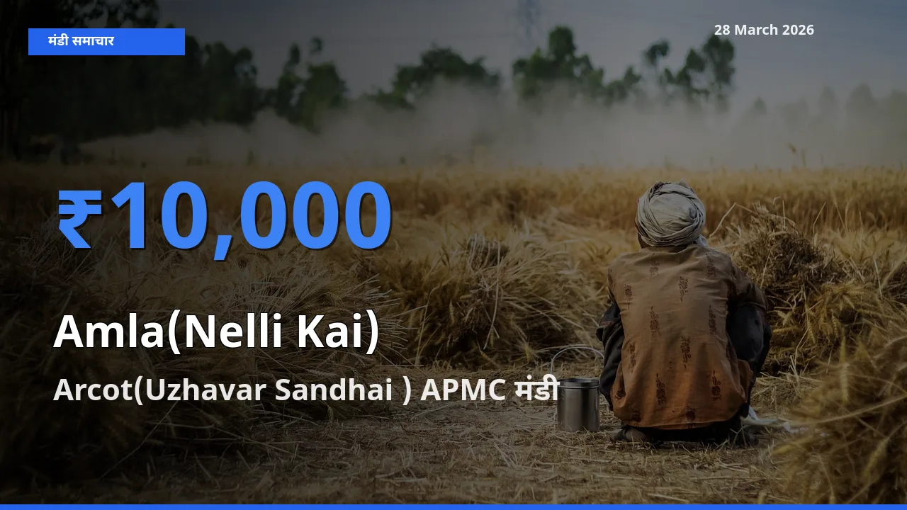 आज आंवला के सबसे ऊँचे दाम ₹10,000 Arcot(Uzhavar Sandhai ) APMC मंडी में