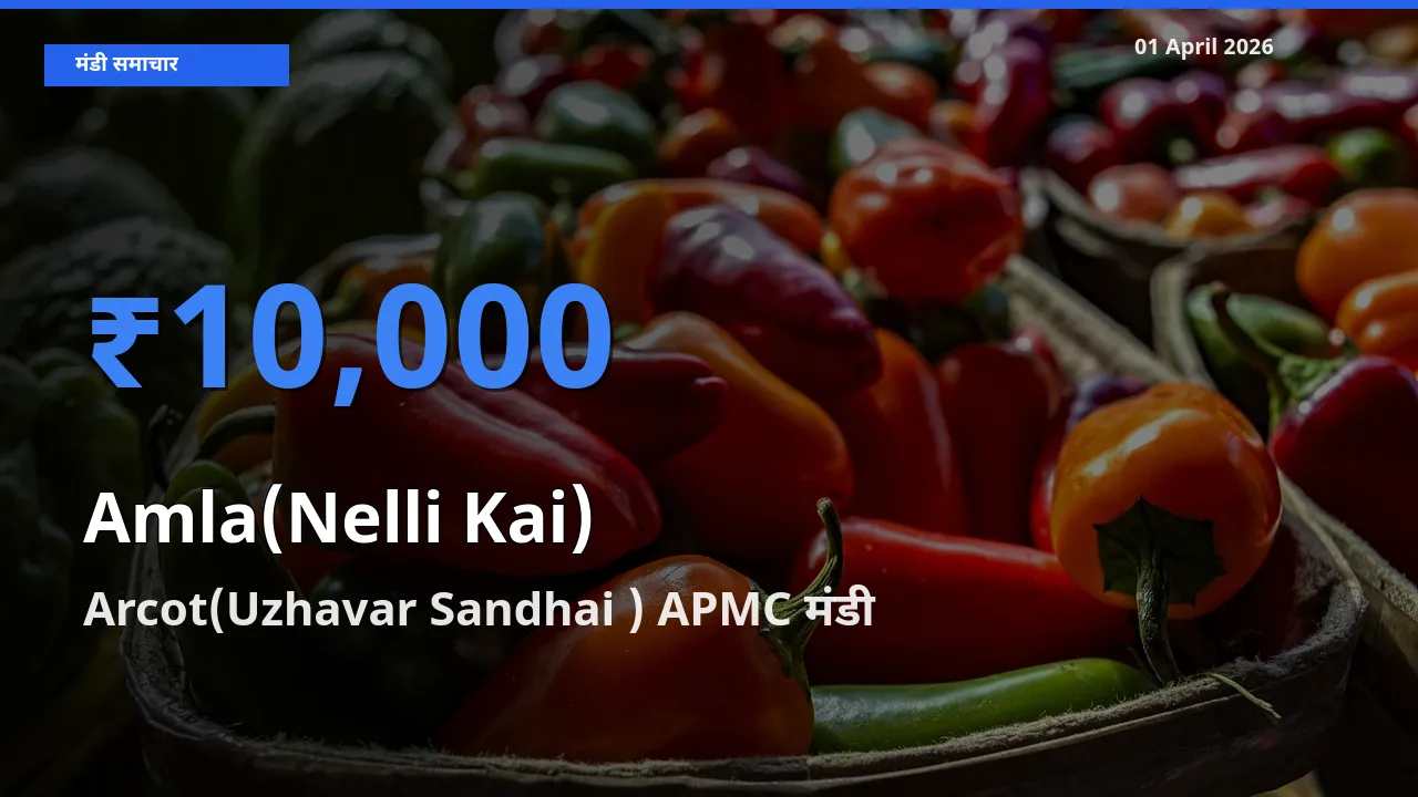 किसानों की पसंद बना Arcot(Uzhavar Sandhai ) APMC, आंवला के सबसे अच्छे दाम