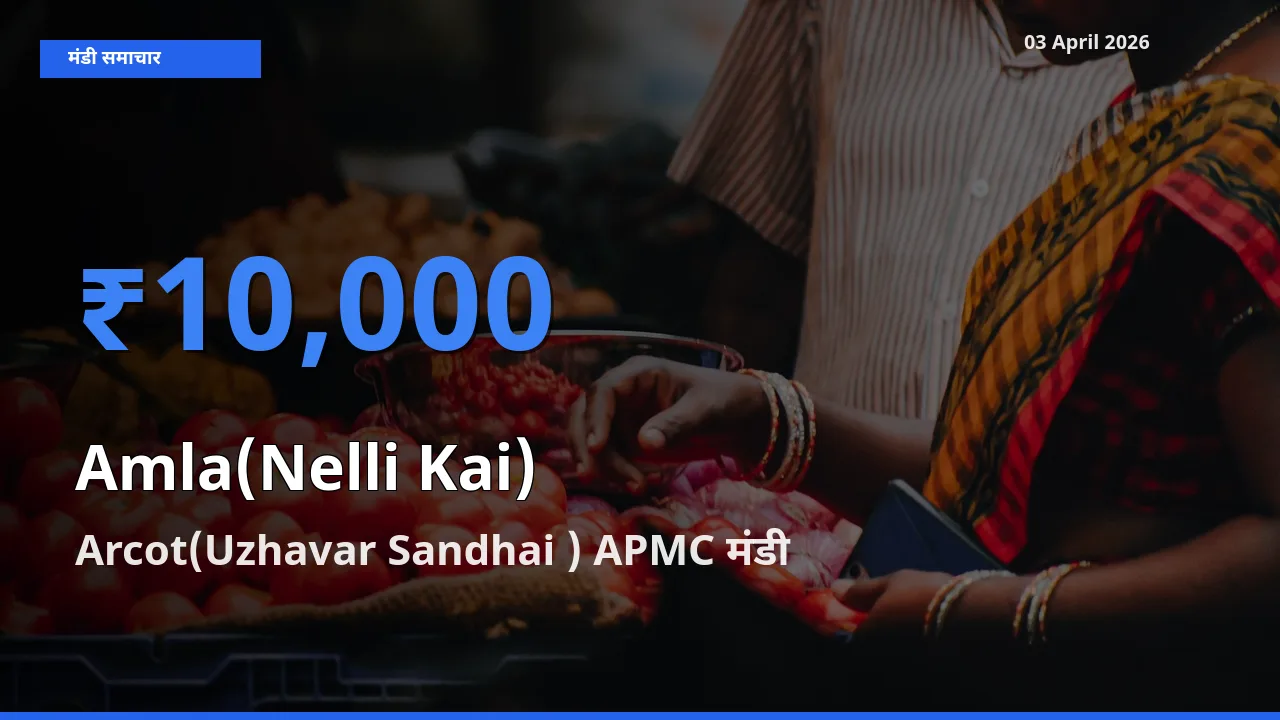 आज का मंडी भाव: आंवला के सबसे ज़्यादा दाम Arcot(Uzhavar Sandhai ) APMC में