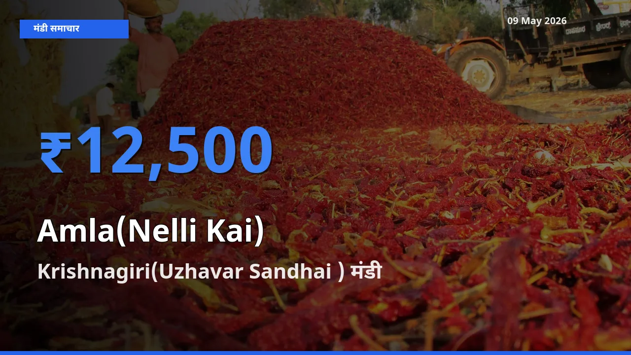 टॉप मंडी बना Krishnagiri(Uzhavar Sandhai )! आंवला के सबसे ऊँचे दाम यहीं दर्ज