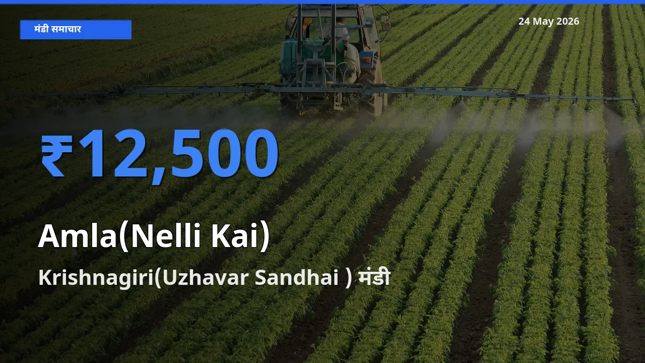 Krishnagiri(Uzhavar Sandhai ) मंडी में आंवला ₹12,500 पर पहुँचा – आज का सर्वोच्च भाव