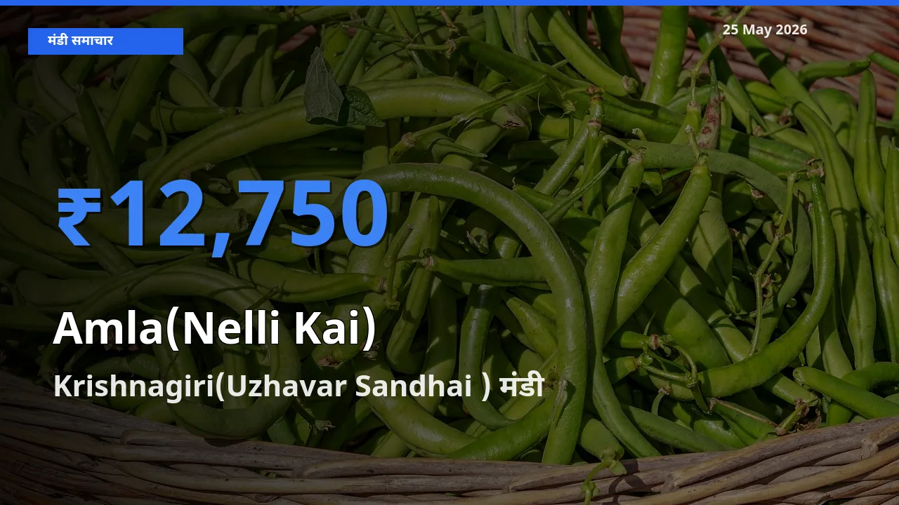 बाज़ार संकेत: Krishnagiri(Uzhavar Sandhai ) बना आंवला के लिए आज की टॉप मंडी